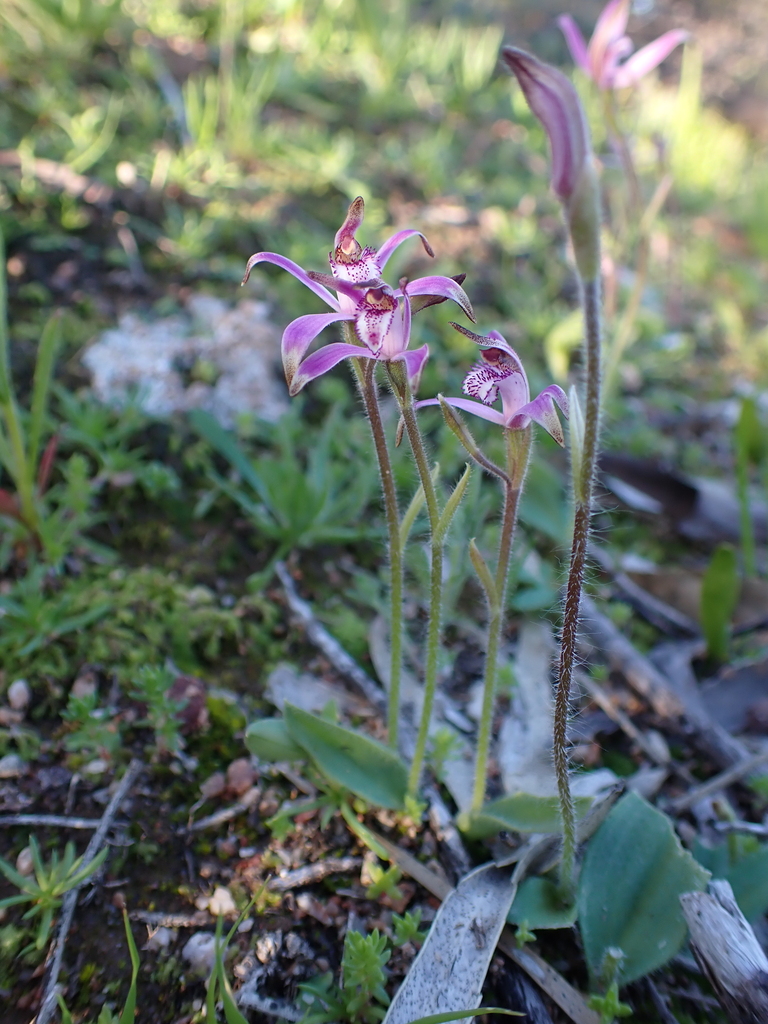 Caladenia rosea