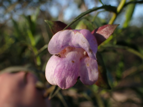 Image of Turpentine Bush (Eremophila clarkei) by (c) Nina Kerr, some rights reserved (CC BY)
