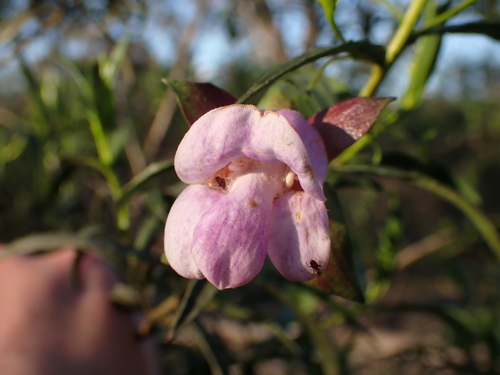 Image of Eremophila clarkei by (c) Nina Kerr, some rights reserved (CC BY)