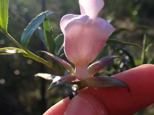 Image of Turpentine Bush (Eremophila clarkei) by (c) Nina Kerr, some rights reserved (CC BY)