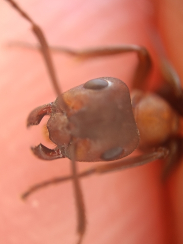 Blood-red Field Ant, photo 7 of 10