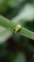 Diabrotica scutellata