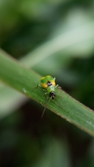 Diabrotica scutellata