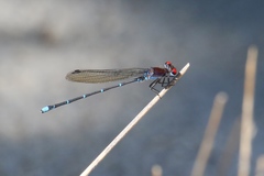Argia cuprea