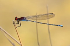 Argia cuprea
