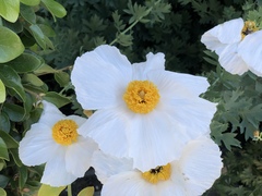 Romneya coulteri