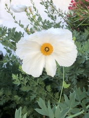 Romneya coulteri
