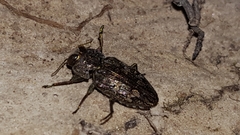 Chrysobothris femorata