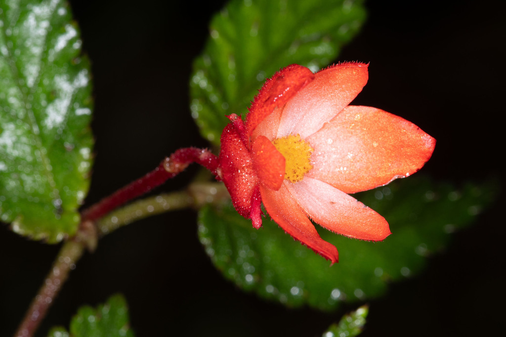 Begonia colombiana