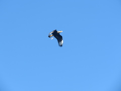 Caracara plancus