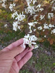 Amelanchier interior