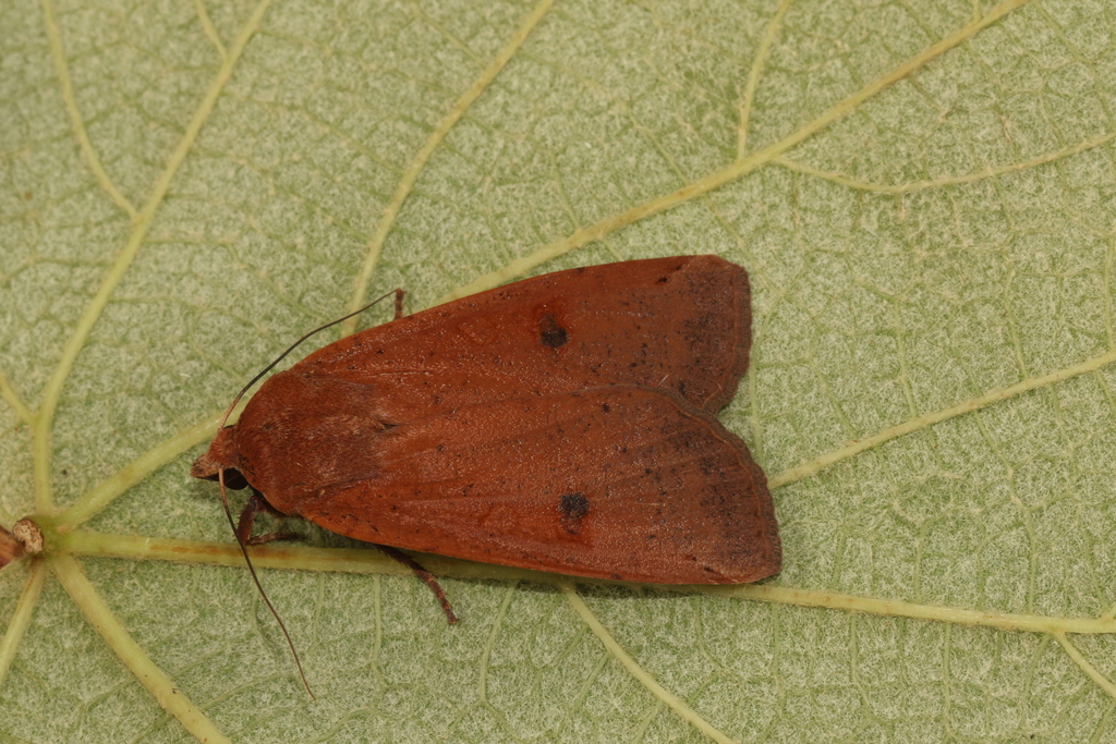 Noctua atlantica