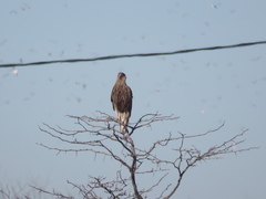 Caracara plancus