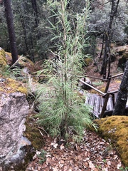 Chusquea septentrionalis