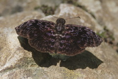 Cycloglypha thrasibulus