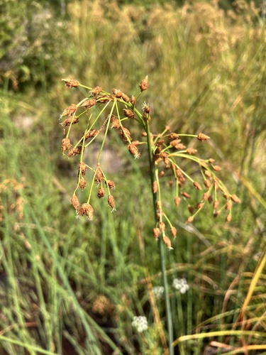 Schoenoplectus tabernaemontani iNat (3)