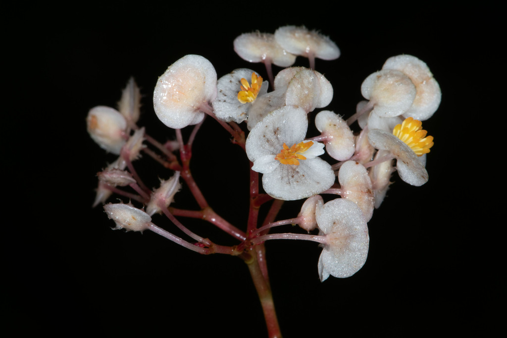 Begonia cymbalifera
