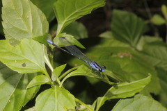 Argia ulmeca