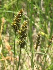 Carex diandra