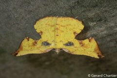 Corymica