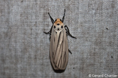 Tigrioides leucanioides