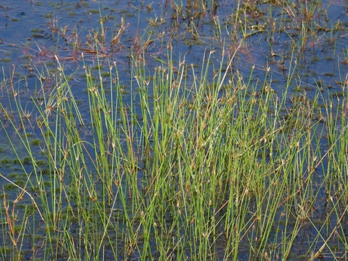 Image of Eleocharis multicaulis by no rights reserved