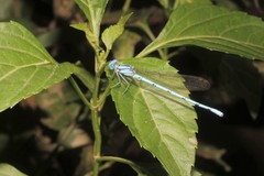 Argia westfalli
