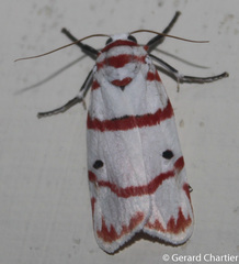 Cyana perornata