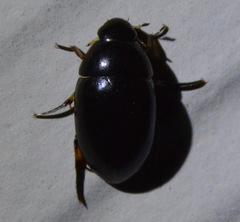 Tropisternus blatchleyi