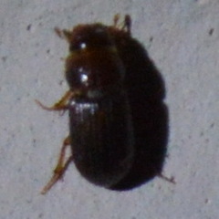 Aphodius