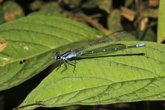 Argia ulmeca