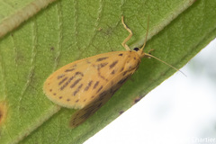 Miltochrista undulata