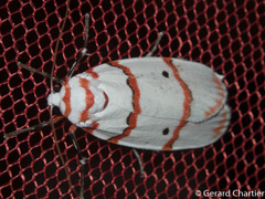 Cyana perornata