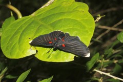 Melanis acroleuca huasteca