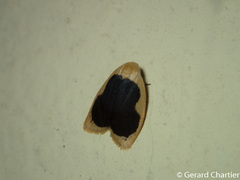 Pseudoblabes oophora