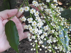 Prunus lusitanica