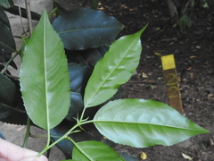Prunus lusitanica