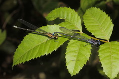 Argia ulmeca