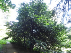 Prunus lusitanica