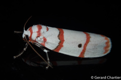 Cyana perornata
