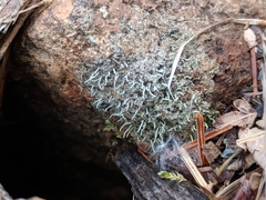 Pilophorus acicularis