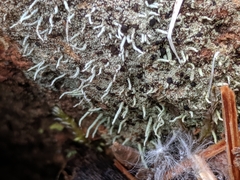 Pilophorus acicularis