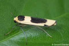 Thysanoptyx