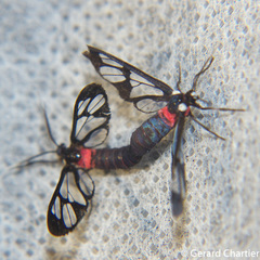 Amata pectoralis