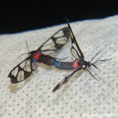 Amata pectoralis