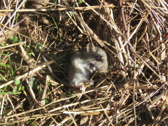 Oligoryzomys flavescens