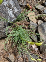 Astragalus reventiformis