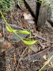 Astragalus reventiformis
