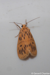 Miltochrista undulata
