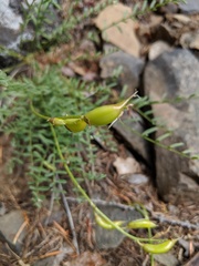 Astragalus reventiformis